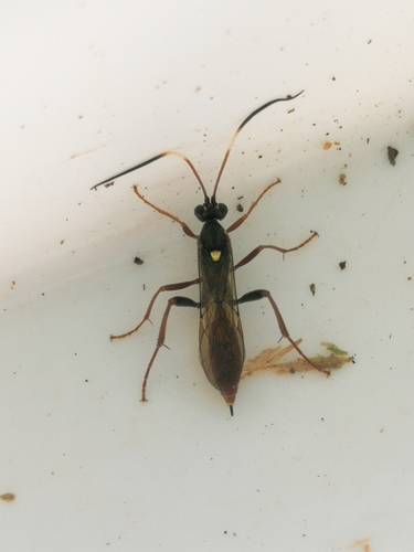 Hoplismenus axillatorius