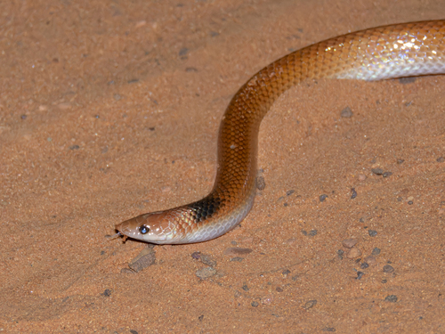 Gomes' Pampas Snake