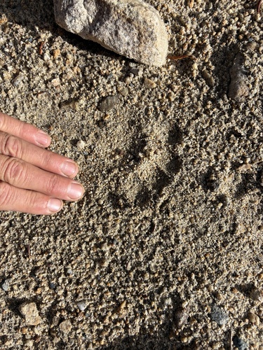 Black Bear sighting near Squamish-Lillooet