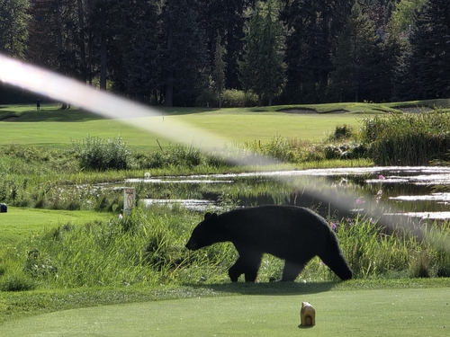 Black Bear sighting near Whistler