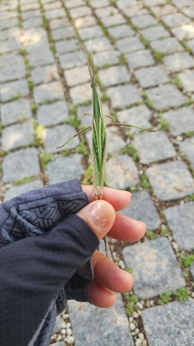 Oriental Longheaded Locust