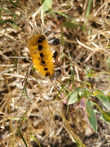 Spotted Tussock Moth