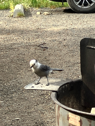 Canada Jay