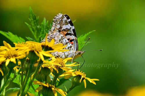 Painted Lady
