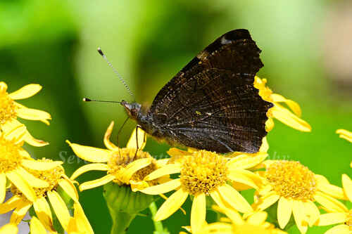 Small Tortoiseshell
