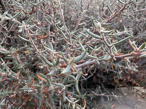 Curlleaf Mountain Mahogany