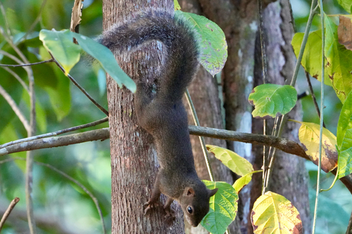 Brazilian Squirrel