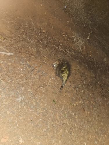 Orange-spined Hairy Dwarf Porcupine