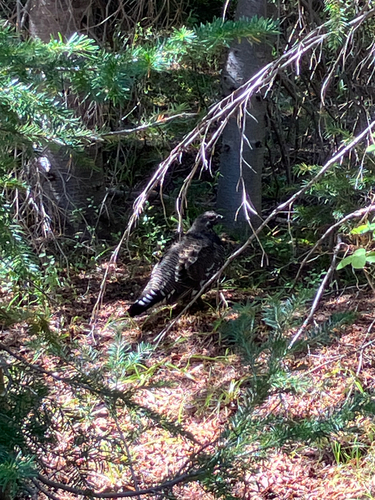 Spruce Grouse