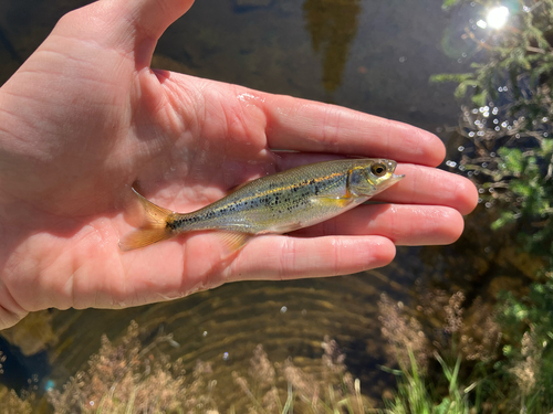 Redside Shiner