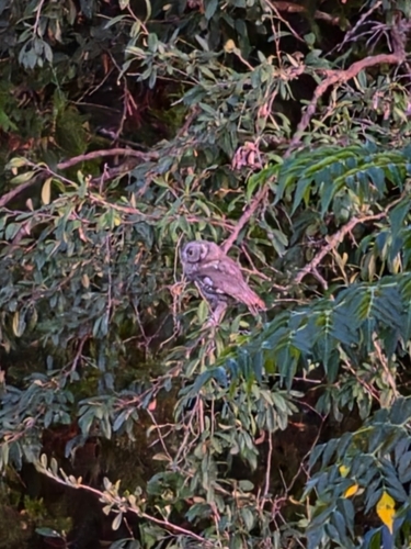 Eastern Screech-Owl observed by chyllout