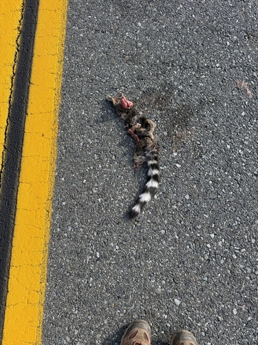 Ringtail observed by madison_mcgroarty