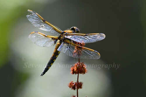Four-spotted Skimmer