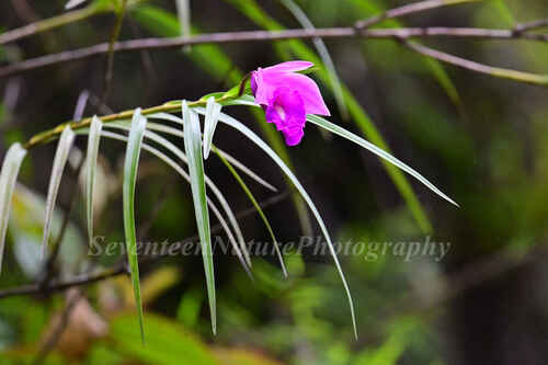 Bamboo Orchid