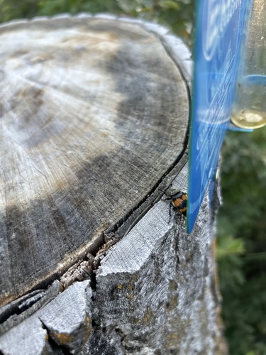 Tomentose Burying Beetle