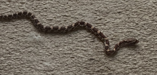 Red Cornsnake observed by nicolas75952