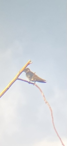 Purple Martin observed by tao