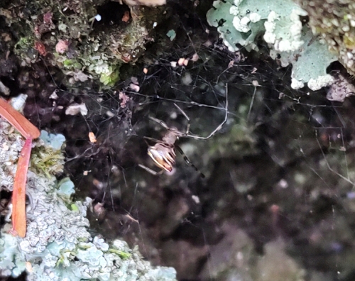 Cryptachaea altiventer