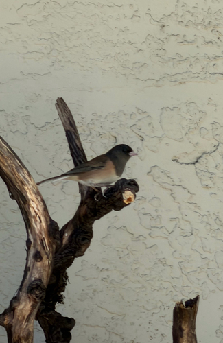 Observation photo