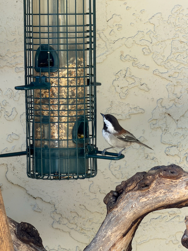 Observation photo
