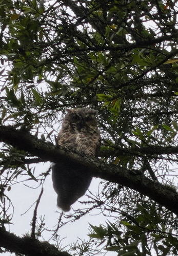 Observation photo