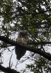 iNaturalist observation photo