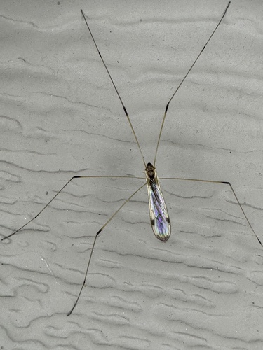Helius flavipes