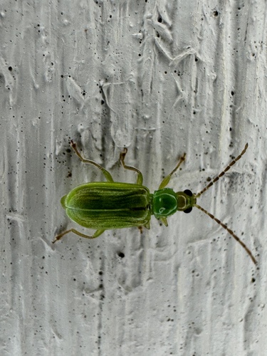 northern corn rootworm