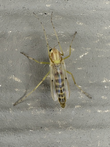 Chironomus