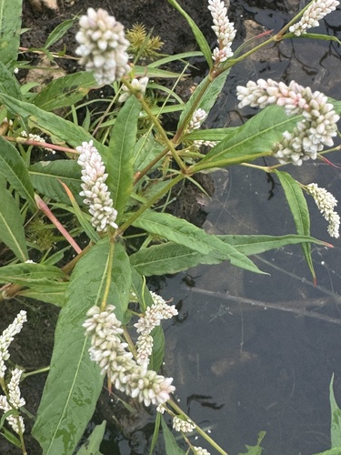 pale smartweed