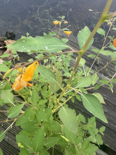 common jewelweed