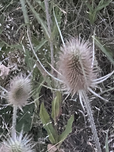 wild teasel