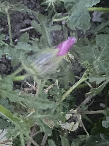 flower-of-an-hour