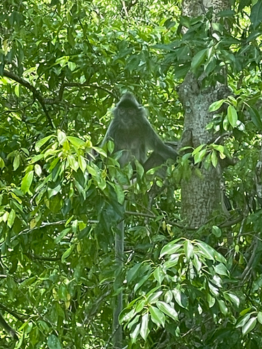 Silvered Leaf Monkey