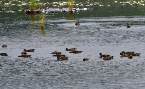 American Wigeon