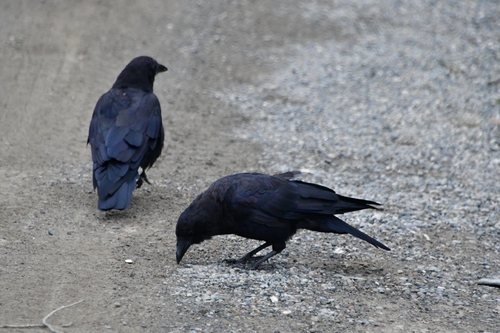 American Crow