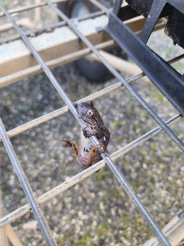 Peron's Tree Frog