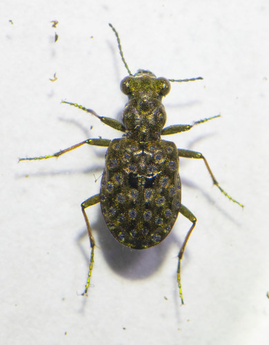 Elaphrus americanus