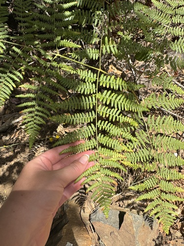 iNaturalist observation photo of brackens