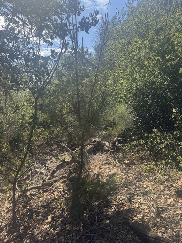 iNaturalist observation photo of pines