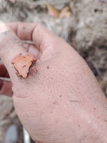 Dark-sided Chorus Frog