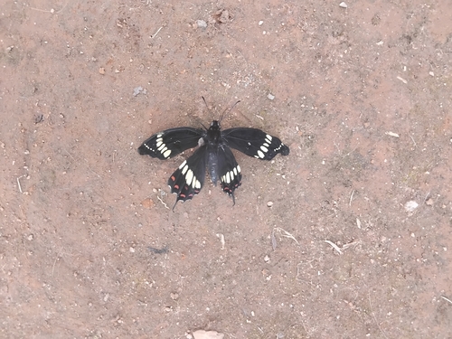 Scamander Swallowtail