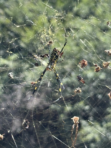 Joro Spider