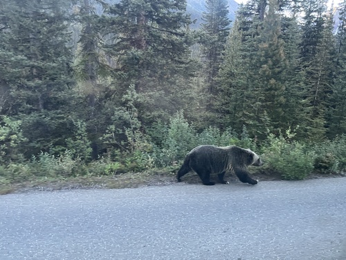 Grizzly Bear sighting near Division No. 15