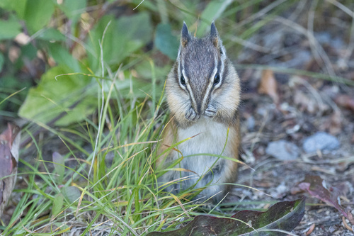 Yellow-pine Chipmunk observed by kyanite12