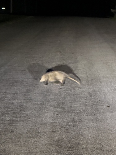 Virginia Opossum