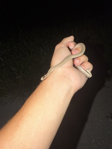 DeKay's Brownsnake