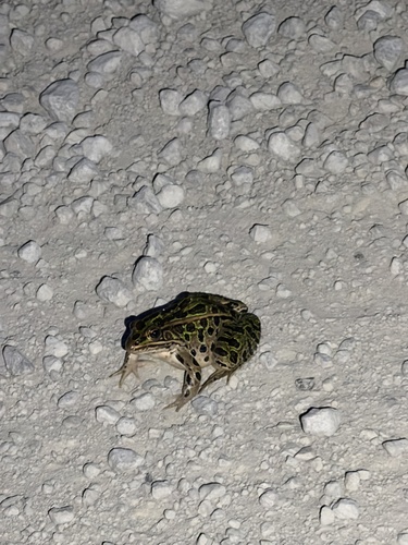 Northern Leopard Frog