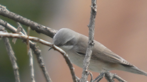 Lesser Whitethroat