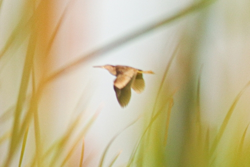 Yellow Bittern
